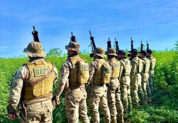 Polícia Militar desarticula roça de maconha com 3 hectares no Sul do Piauí; plantio produziria 13 toneladas da droga